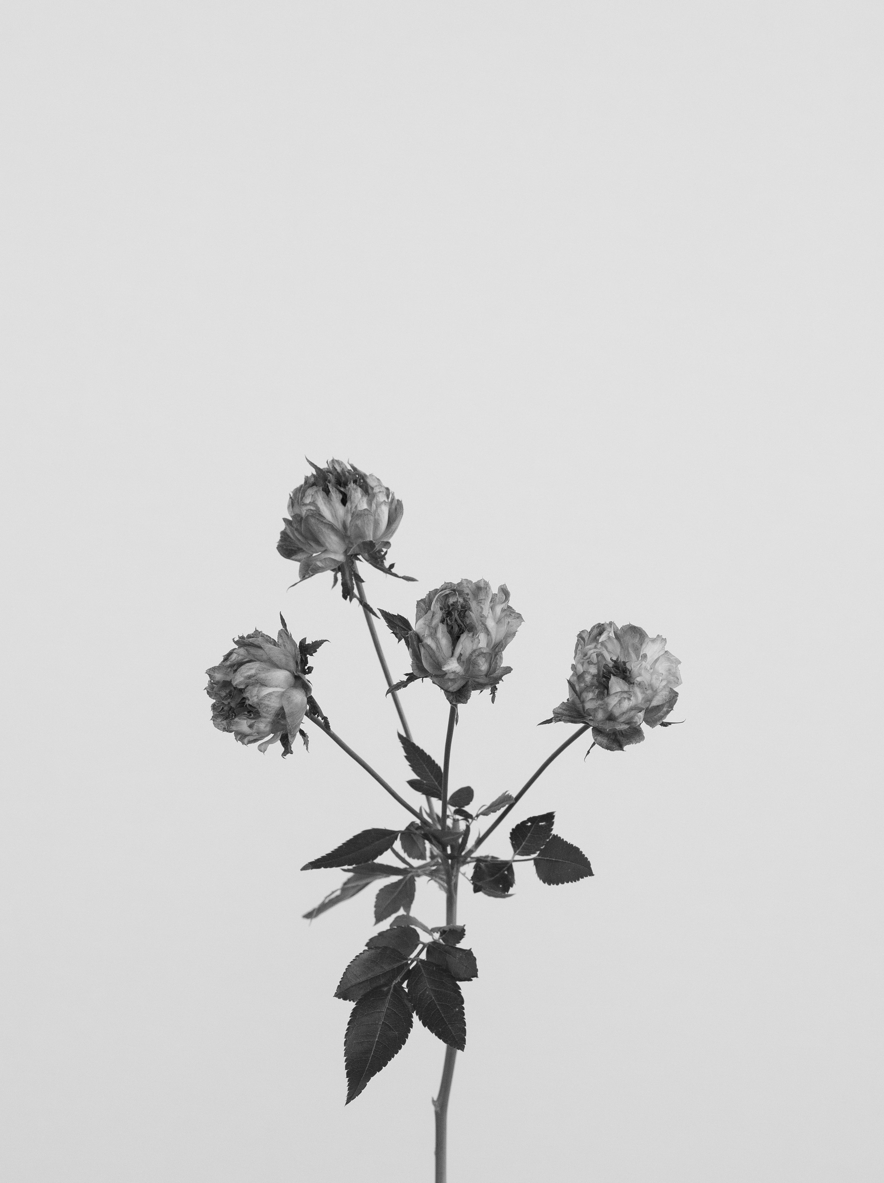 [終売]プリマヴェーラ/Primavera Guatemala Washed